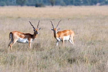 Blackbuck 'ın içinde otlayan bir siyah geyik ailesi Talchappar, Rajasthan' daki koruma alanı içinde.