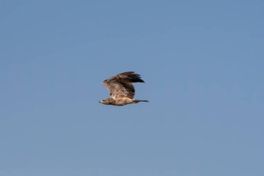 Talchappar Blackbuck koruma alanının çayırlarında uçan bir kartal.