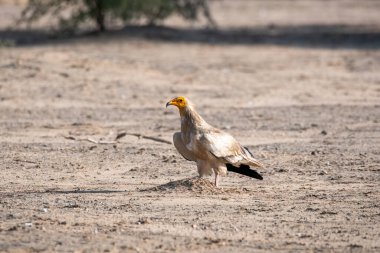 An adult egyptian sitting on the ground inside Jorbeer Conservation area on the outskirts of Bikaner, Rajasthan clipart