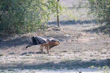 Bikaner kasabası, Rajasthan 'ın dışındaki Jorbeer koruma alanının içinde yerde oturan sarı bir kartal.