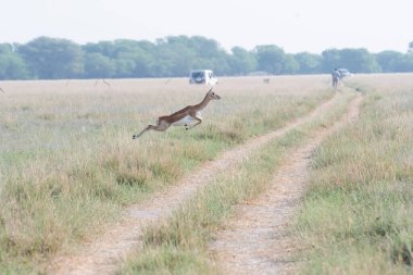 A blackbuck family running away jumping in the grasslands inside Blackbuck Conservation reserve in Talchappar, Rajasthan clipart