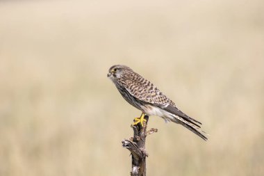 A kestrel perched on a tree stomp in the grasslands of Talchappar Blackbuck conservation area clipart