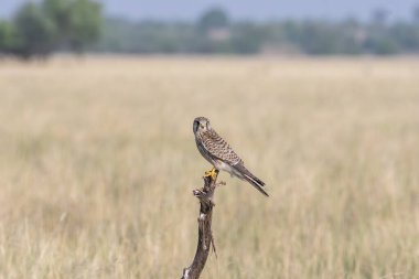 Talchappar Blackbuck koruma alanındaki çayırlarda bir ağaç tepesine tünemiş bir kerkenez.