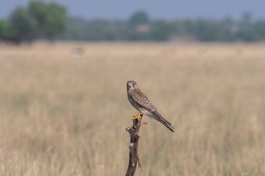 Talchappar Blackbuck koruma alanındaki çayırlarda bir ağaç tepesine tünemiş bir kerkenez.