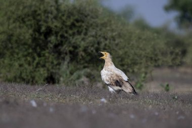 A adult egyptian sitting on the ground inside Jorbeer Conservation area on the outskirts of Bikaner, Rajasthan clipart