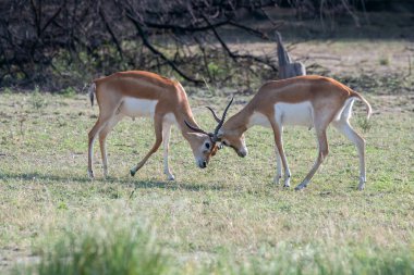 Rajasthan 'daki Talchappar Blackbuck koruma alanındaki çayırlarda çiftleşmek için sürüde hakimiyet kurmaya çalışan iki siyah erkek.