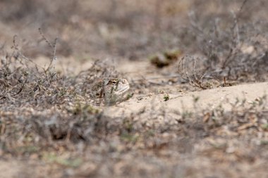 Dikenli bir kertenkele Bikaner, Rajasthan 'ın eteklerinde güneş banyosu için ödünç alıyor.