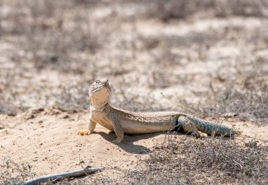 Dikenli bir kertenkele Bikaner, Rajasthan 'ın eteklerinde güneş banyosu için ödünç alıyor.