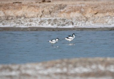 A pied avocet feeding in the shallow waters on the outskirts of Bikaner town, Rajasthan clipart