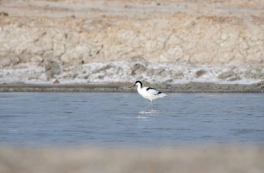 Rajasthan 'ın Bikaner kasabasının varoşlarındaki sığ sularda beslenen bir avocet.