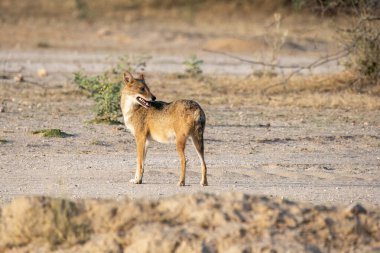 Rajasthan, Bikaner kasabasının dışındaki açık bir arazide dolaşan bir Hintli çakal.
