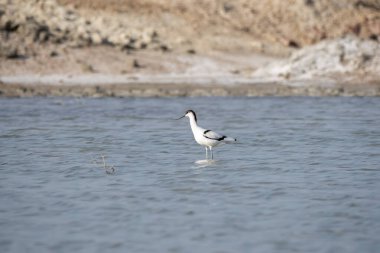 Rajasthan 'ın Bikaner kasabasının varoşlarındaki sığ sularda beslenen bir avocet.