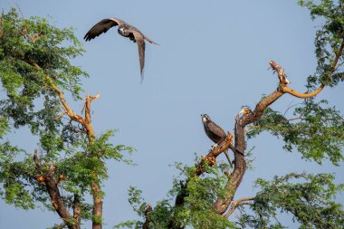 Rajasthan, Bikaner kasabasındaki bir ağaç dalının tepesine tünemiş bir şahin.