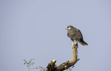 Rajasthan, Bikaner kasabasındaki bir ağaç dalının tepesine tünemiş bir şahin.