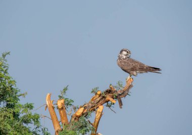 Rajasthan, Bikaner kasabasındaki bir ağaç dalının tepesine tünemiş bir şahin.
