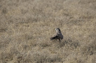 Gecikmiş bir şahin, Rajasthan 'ın Bikaner kasabasının eteklerinde yere tünedi.