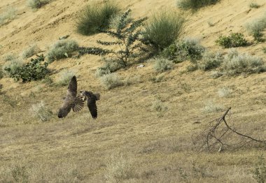 Two laggar falcons fighting among themselves in the outskirts of Bikaner town, Rajasthan clipart