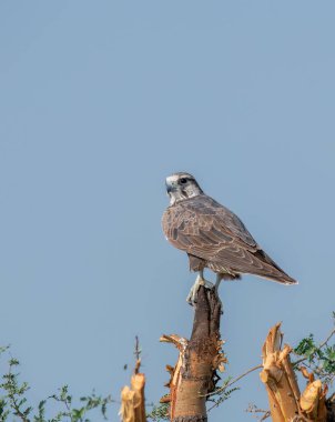 Rajasthan, Bikaner kasabasındaki bir ağaç dalının tepesine tünemiş bir şahin.