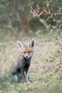 An Indian desert fox resting near a bush on the outskirts of Tal Chappar black buck sanctuary clipart