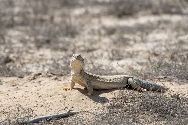 Dikenli bir kertenkele Bikaner, Rajasthan 'ın eteklerinde güneş banyosu için ödünç alıyor.