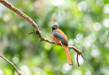 Erkek bir malabar trogon Thattekad, Kerala 'nın derinliklerindeki bir ağacın tepesine tünedi.