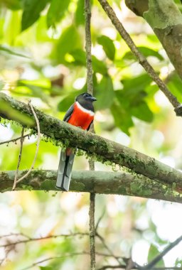 Erkek bir malabar trogon Thattekad, Kerala 'nın derinliklerindeki bir ağacın tepesine tünedi.