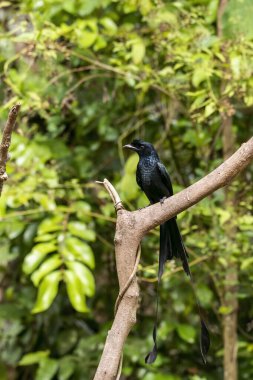 An Indian rocket-tailed drongo perched on top of a tree branch on the outskirts of Thattekad, Kerala