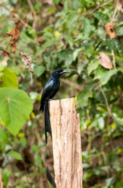 An Indian rocket-tailed drongo perched on top of a tree branch on the outskirts of Thattekad, Kerala clipart