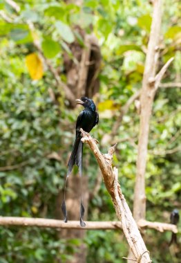 Hintli bir roket kuyruklu drongo Thattekad, Kerala 'nın dışındaki bir ağaç dalının tepesine tünedi.