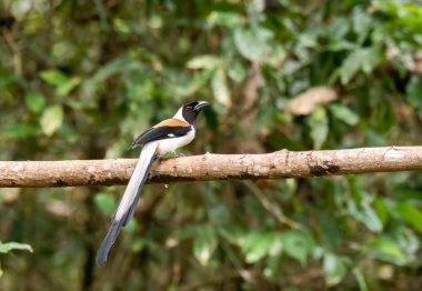 A white-bellied treepie perched on top of a tree branch inside deep jungles of Thattekad, Kerala clipart