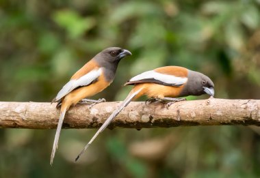 Bir çift Rufous Treepie, Thattekad, Kerala 'nın dışındaki bir ağacın tepesine tünemişti.