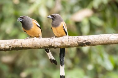 A pair of Rufous Treepie perched on top of a tree on the outskirts of Thattekad, Kerala clipart