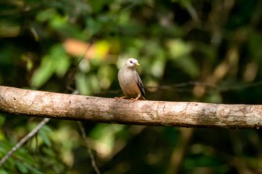 Thattekad, Kerala 'da bir ağacın tepesine tünemiş bir sığırcık.