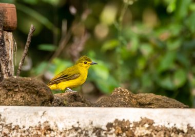 Thattekad 'ın derin ormanlarında yerde beslenen sarı kaşlı bir bulbul, Kerala