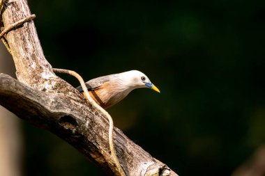 Thattekad, Kerala 'da bir ağacın tepesine tünemiş bir sığırcık.