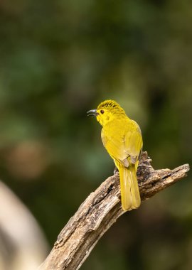 Sarı kaşlı bir bulbul, Thattekad 'ın derin ormanlarında yerden beslendikten sonra bir çalılığın tepesine tünedi.