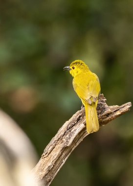 Sarı kaşlı bir bulbul, Thattekad 'ın derin ormanlarında yerden beslendikten sonra bir çalılığın tepesine tünedi.