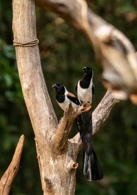 A pair of white-bellied treepie perched on top of a tree branch inside deep jungles of Thattekad, Kerala clipart