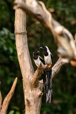 Thattekad, Kerala 'nın derinliklerindeki bir ağaç dalının tepesine tünemiş bir çift beyaz karınlı ağaç.