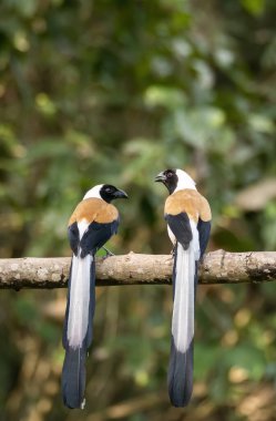 A pair of white-bellied treepie perched on top of a tree branch inside deep jungles of Thattekad, Kerala clipart