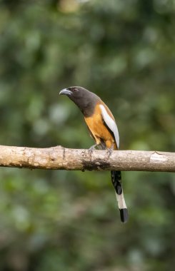 A Rufus treepie perched on top of a tree inside deep jungles of Thattekad, Kerala clipart