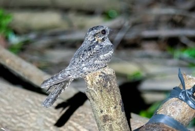 A jungle nightjar perched on a tree branch inside thattekad, Kerala clipart