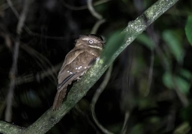 A srilankan frogmouth bird perched on a tree in the thattekad forest in Kerala clipart