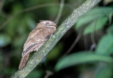 A srilankan frogmouth bird perched on a tree in the thattekad forest in Kerala clipart