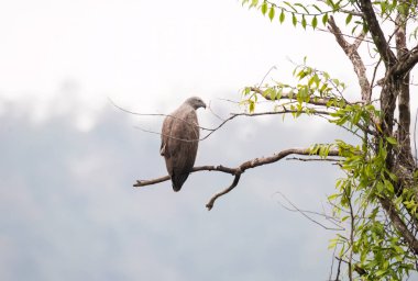 A lesser fish eagle perched on top of a tree next to a water body on the outskirts of Thattekad, Kerala clipart