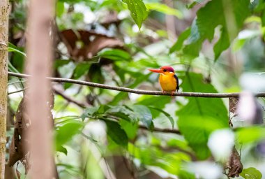 Doğulu bir cüce Kingfisher nam-ı diğer Kara Sırtlı cüce balıkçı Thattekad, Kerala 'nın dış mahallelerindeki ormanın derinliklerindeki küçük bir dala tünemişti.