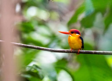 Doğulu bir cüce Kingfisher nam-ı diğer Kara Sırtlı cüce balıkçı Thattekad, Kerala 'nın dış mahallelerindeki ormanın derinliklerindeki küçük bir dala tünemişti.