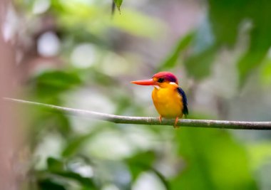 Doğulu bir cüce Kingfisher nam-ı diğer Kara Sırtlı cüce balıkçı Thattekad, Kerala 'nın dış mahallelerindeki ormanın derinliklerindeki küçük bir dala tünemişti.