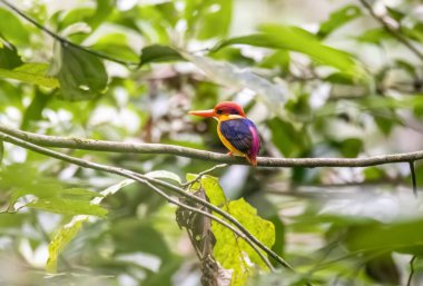 Doğulu bir cüce Kingfisher nam-ı diğer Kara Sırtlı cüce balıkçı Thattekad, Kerala 'nın dış mahallelerindeki ormanın derinliklerindeki küçük bir dala tünemişti.
