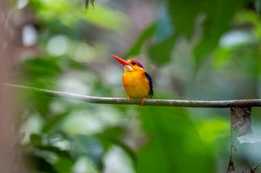 Doğulu bir cüce Kingfisher nam-ı diğer Kara Sırtlı cüce balıkçı Thattekad, Kerala 'nın dış mahallelerindeki ormanın derinliklerindeki küçük bir dala tünemişti.
